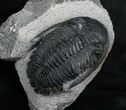 Large Hollardops Trilobite - Different Species #5380-4